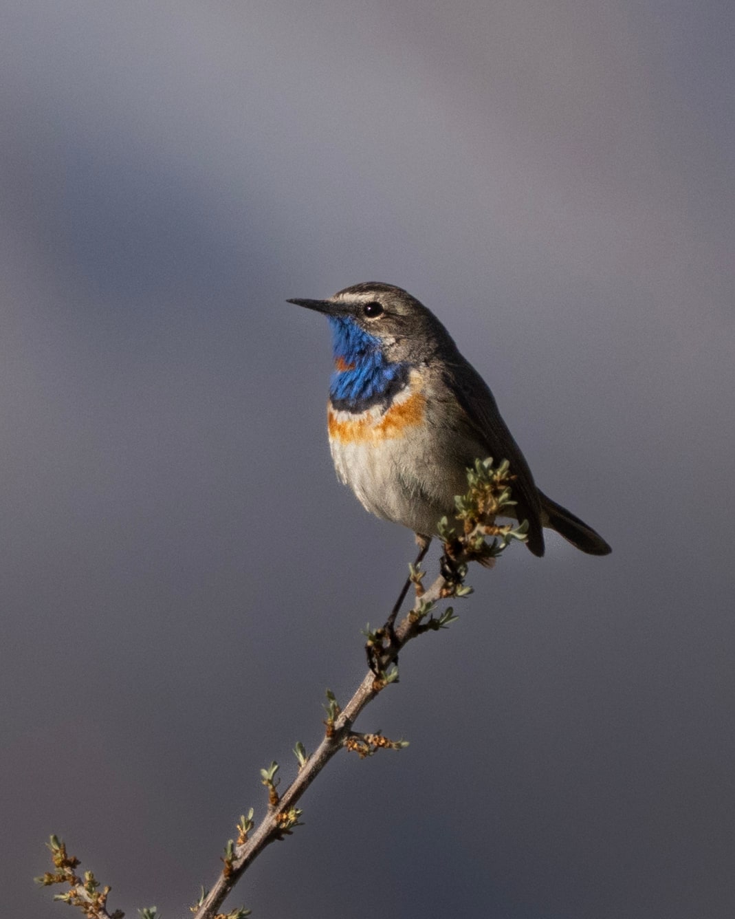 Bluethroat